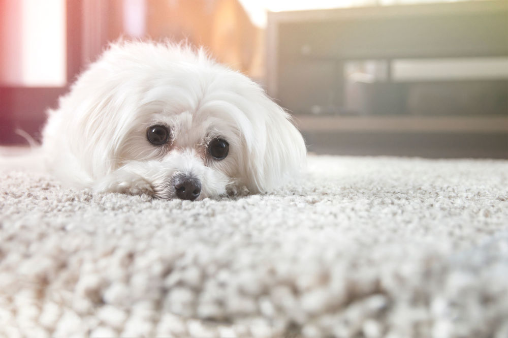 Dog on a carpet